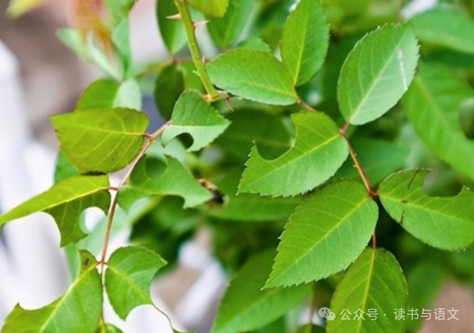 期末复习|八年级上学期名著《昆虫记》期末真题汇总